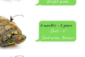 How To Determine Age Of Red Eared Slider Turtle? 4