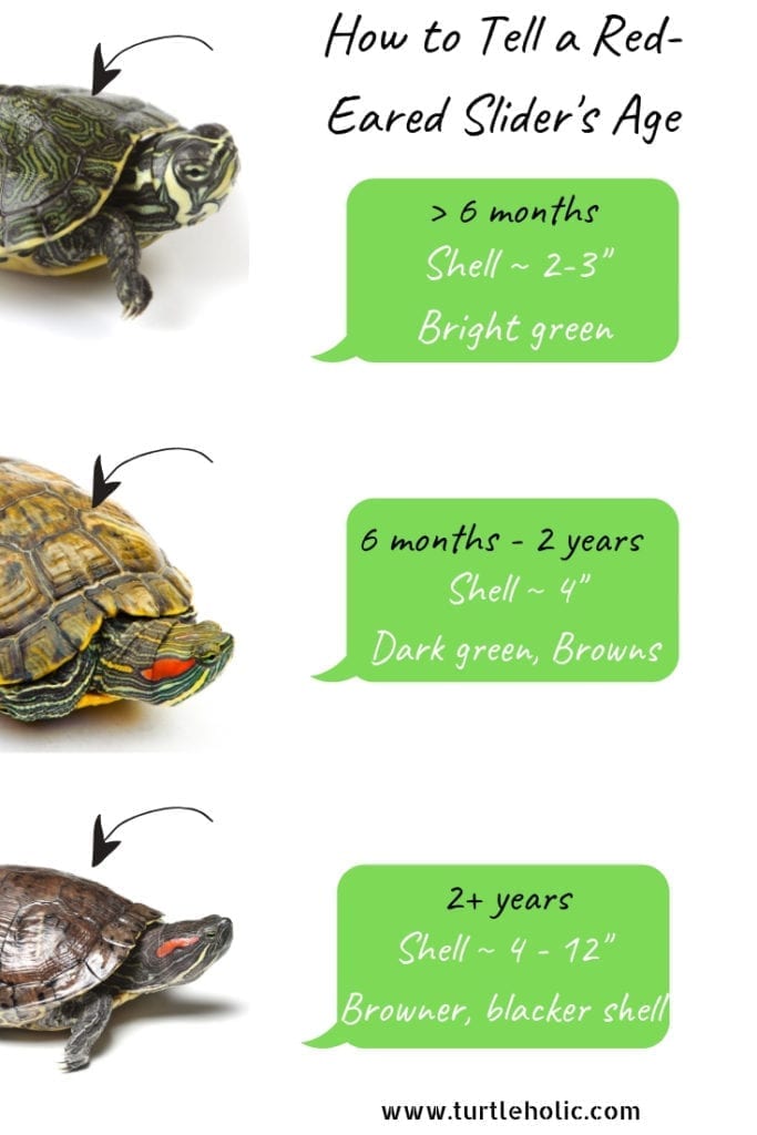 How Much Do Turtles Eat A Day?