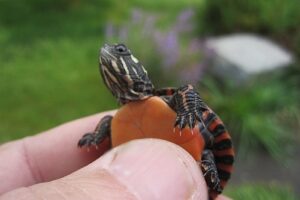 Do You Cut Red Eared Slider Turtles Nails? 2