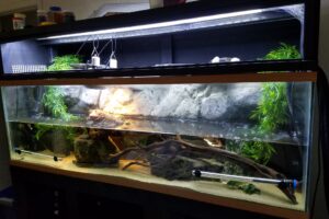 How Big A Tank For A Red Eared Slider Turtle? 5