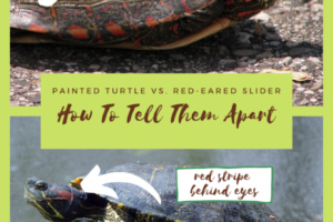 Is A Red Eared Slider A Box Turtle? 6