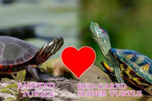 Can A Painted Turtle And Red Eared Slider Mate? 6