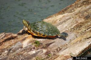 Are Red Ear Slider Turtle An Endangered Species? 8