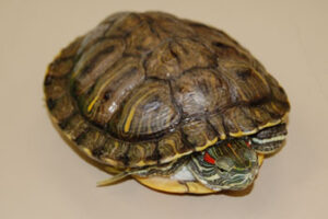 Can You Buy Red Eared Slider Turtles In Alabama? 4