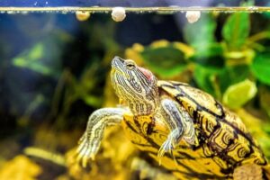 Can Red Eared Slider Turtles Eat Butter? 4