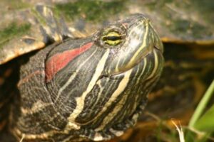 Where To Donate Red Eared Slider Turtles? 5