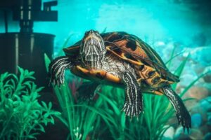 Is A Red Eared Slider Turtle Aquatic? 3