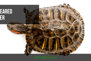 How To Potty Train A Red Eared Slider Turtle? 1