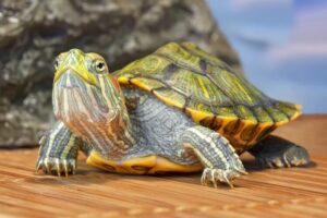 How To Take Care Of Baby Red Ear Slider Turtles? 7