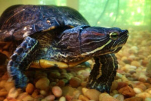 Can Red Eared Slider Turtles Eat Peanuts? 1