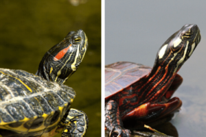 Can Cumberland Slider Turtles And Red Eared Sliders Live Together? 7