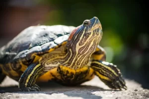 Are Red Eared Slider Turtles Smart? 8