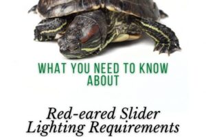 Do Red Eared Slider Turtles Need A Uv Lamp? 5