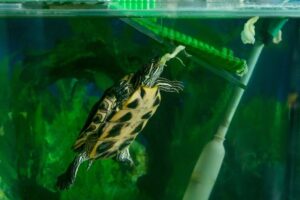 Can Red Ear Slider Turtles Eat Seaweed? 3