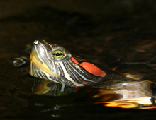 Are Red-eared Slider Turtles Nocturnal? 5