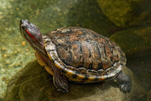 Why Are Red Eared Slider Turtles An Invasive Species? 1