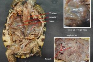 How Do Box Turtles Breathe Underground? 2