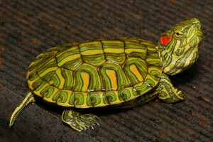 Where To Buy Red Eared Slider Turtle? 1