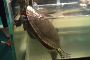 Do Red Eared Slider Turtles Attempt To Escape? 7