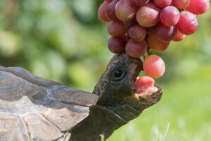 Can Box Turtles Eat Grapes? 3