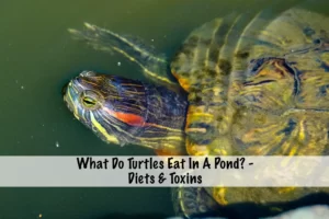 Can Red Eared Slider Turtles Eat Fathead Minnows? 5