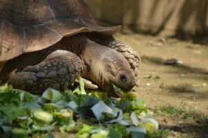 Can Box Turtles Eat Spinach? 3