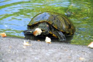 Can Red Eared Slider Turtles Eat Bread? 2