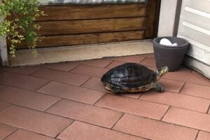 Can Red Eared Slider Turtles Walk Around? 1