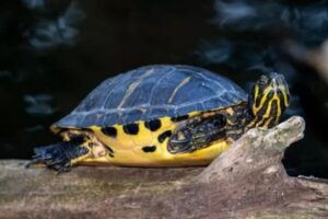 Can Baby Red Eared Slider Turtles Eat Brine Shrimp? 4