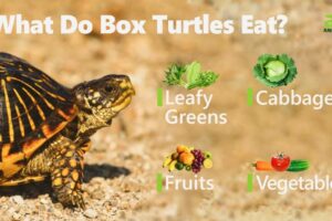 Can You Eat A Box Turtle? 6