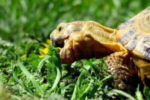 Can Box Turtles Eat Lettuce? 2