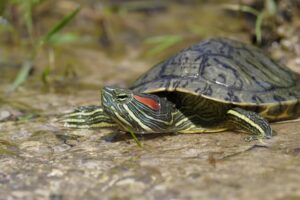 Can Red Eared Slider Turtles Eat Stink Bugs? 7