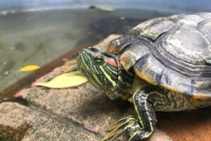 What Temperature Water Should My Red Ear Slider Turtle In? 4