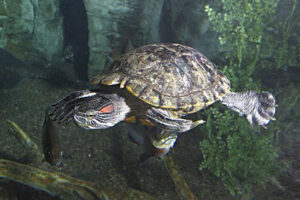 Why Is My Red Ear Slider Turtle So Restless? 2