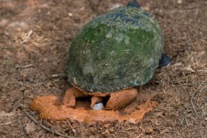 How Often Do Red Eared Slider Turtles Lay Eggs? 5