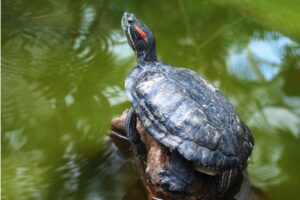 Where Can I Donate My Red Eared Slider Turtles? 8