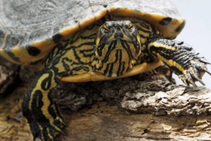 Why Do Red Eared Slider Turtles Hiss? 3