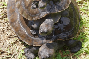 Can Red Eared Slider Turtles Climb? 8