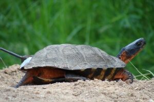 Why Do Red Eared Slider Turtles Dig Holes? 5