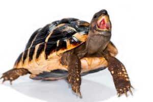 Are Red Eared Slider Turtles Aggressive? 6