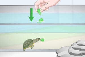 Why Wont My Baby Red Eared Slider Turtle Eat? 1