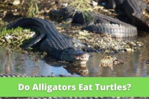 Do Alligators Eat Red Eared Slider Turtles? 6