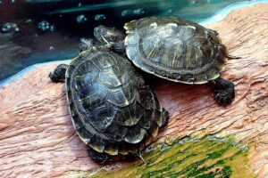 Are Red Eared Slider Turtles Social? 4