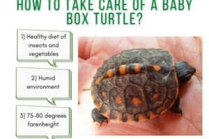 How To Take Care Of A Baby Box Turtle? 2