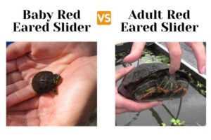 Do Red Eared Slider Turtles Breathe Underwater? 1
