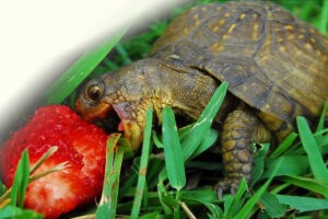 Why Wont My Box Turtle Eat? 1