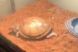 Can Box Turtles Live In Water? 5