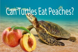 Can Red Eared Slider Turtles Eat Peaches? 3