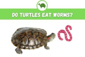 Can Red Ear Slider Turtles Eat Worms? 1