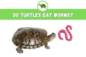 Can Red Eared Slider Turtles Eat Worms? 3